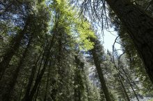 Canopy Canopy