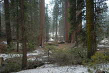 Sacred Forest Sacred Forest