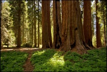 Ancient Gathering