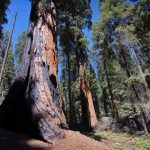 Trail of the Sequoias