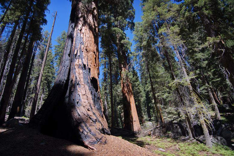 Trail of the Sequoias