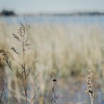 Words of Renewal