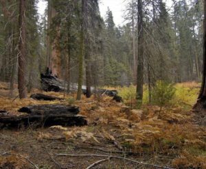 Forest Foliage