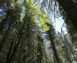 Canopy