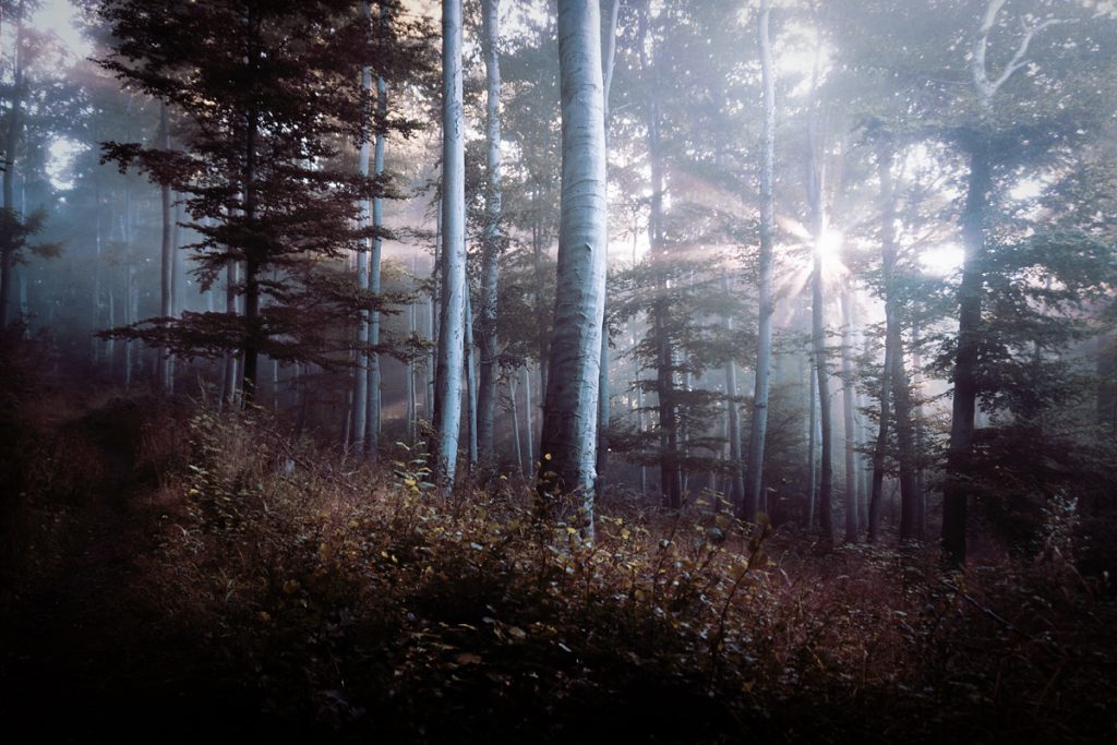 In the Light