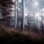 In the Light