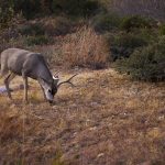 Feed & Forage
