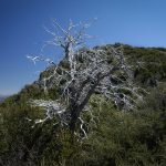The White Tree