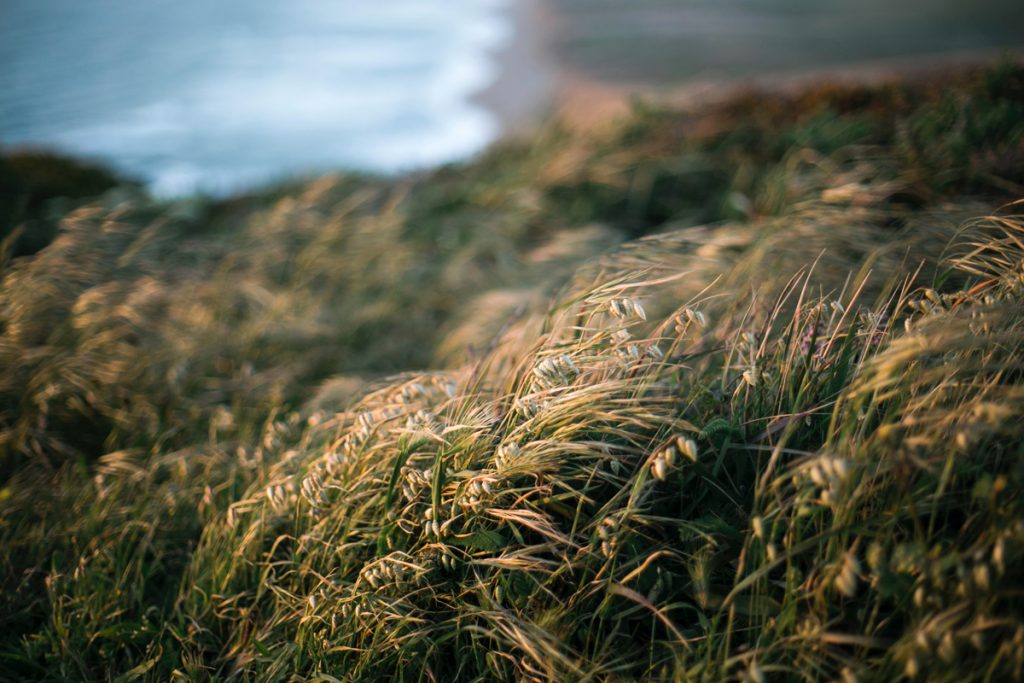 Wind Swept