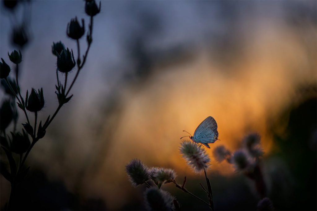 Moth to the Flame