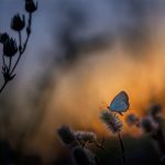 Moth to the Flame