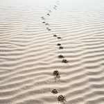 Trust & Follow