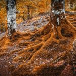 Taking Root