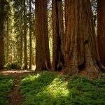 Ancient Gathering