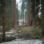 Sacred Forest