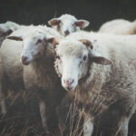 The Shepherd's Passion